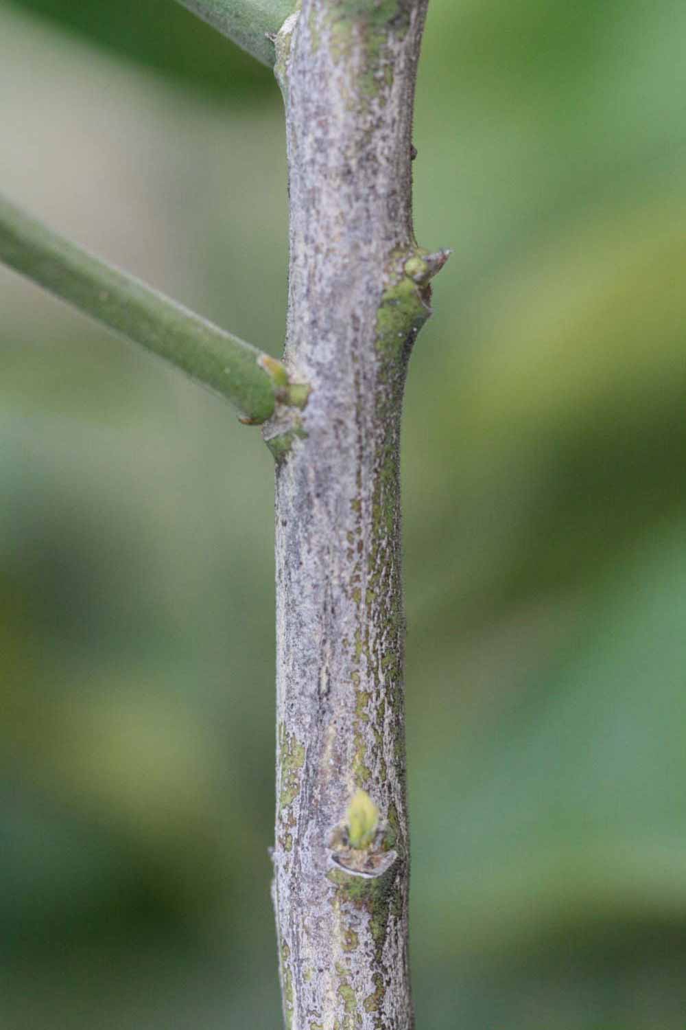              Second - third year twig (Riverside, CA)       